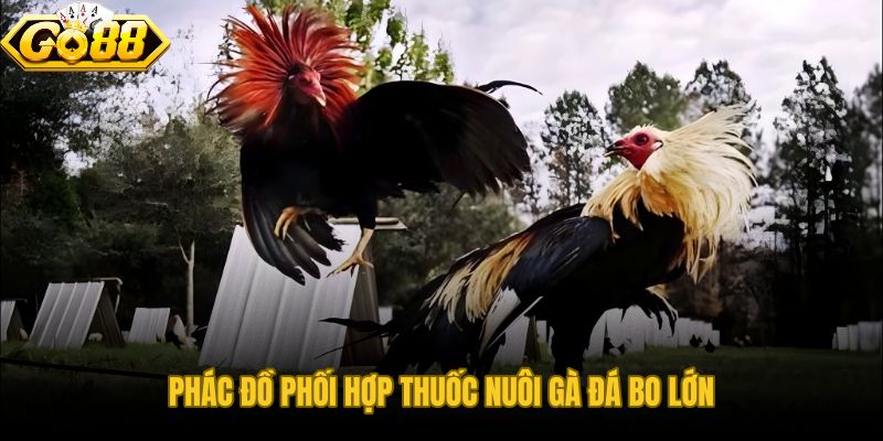 Thuốc nuôi gà đá bo lớn phối theo chu kỳ dưỡng vỗ om có nhịp lên và hạ