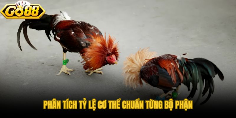 Tỷ lệ cơ thể đá gà nòi dáng đẹp từ đầu đến chân chiến kê