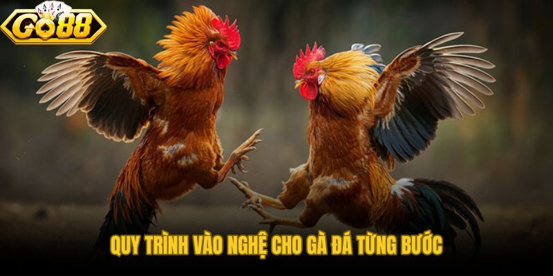 Cách vào nghệ cho gà đá theo thứ tự từ đầu cổ xuống chân