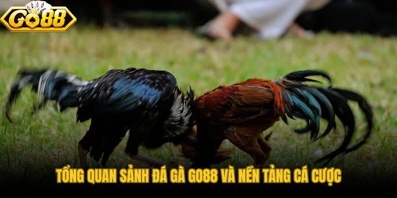 Đá gà GO88 với ba lớp vận hành đồng thời trên cùng giao diện